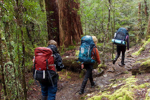 Bushwalkers walking on a forest trail