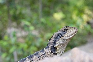 Picture of a lizard
