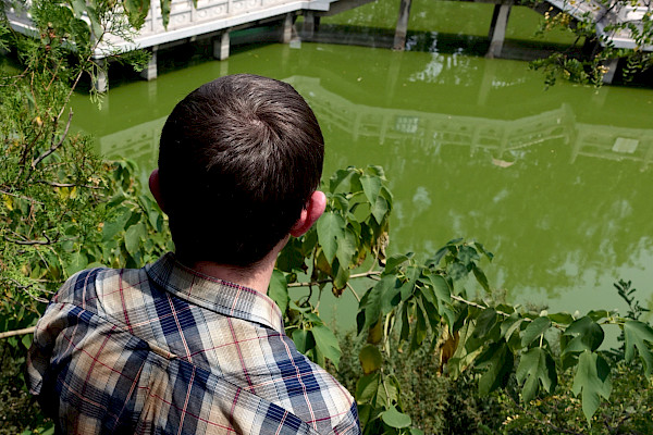 Looking at the green water of the pond