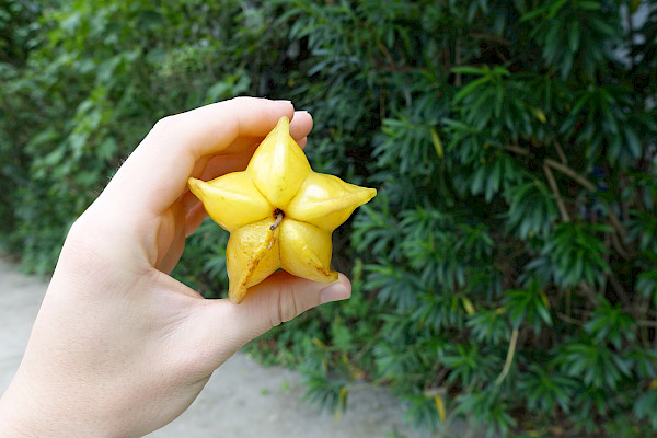 Close-up of a hand holding a starfruit