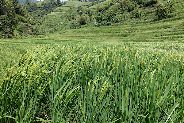 Field of green rice